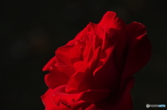 紅は園生に植えても隠れなし