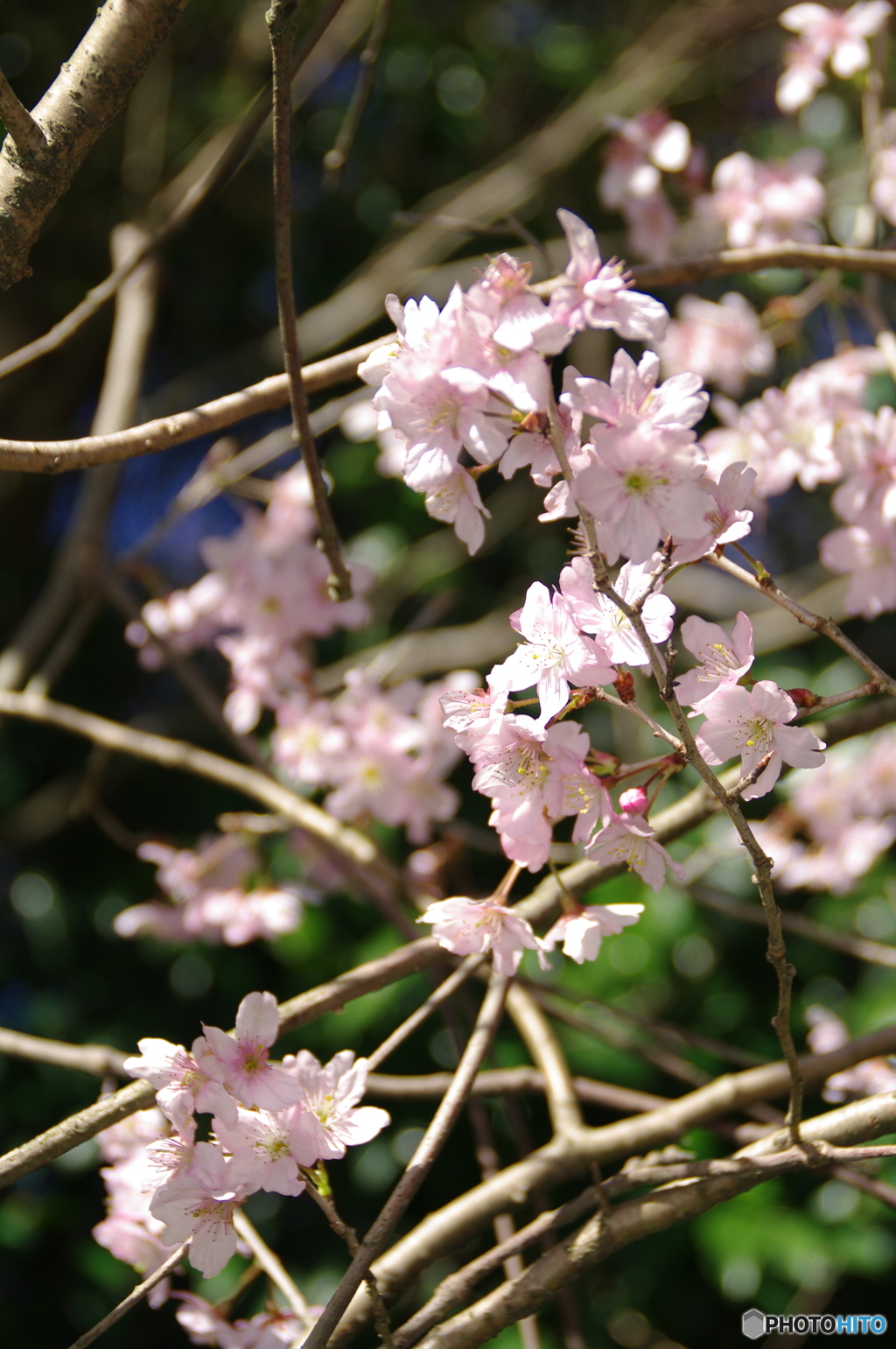 山のさくらの美しさ
