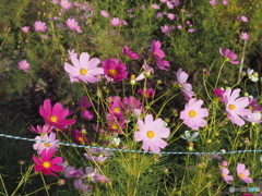 秋桜