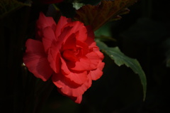 DSC00116