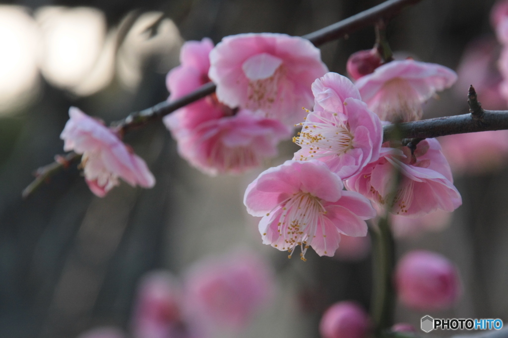 桃の花