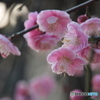 桃の花