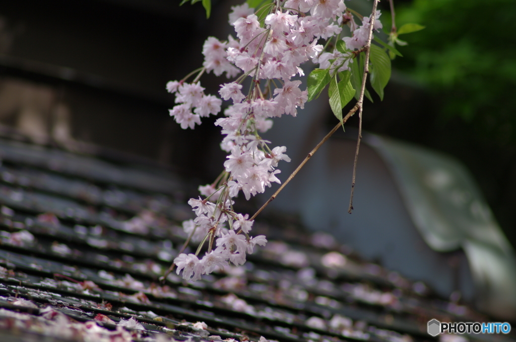 春雨桜