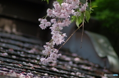 春雨桜