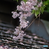 春雨桜