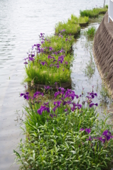 菖蒲園
