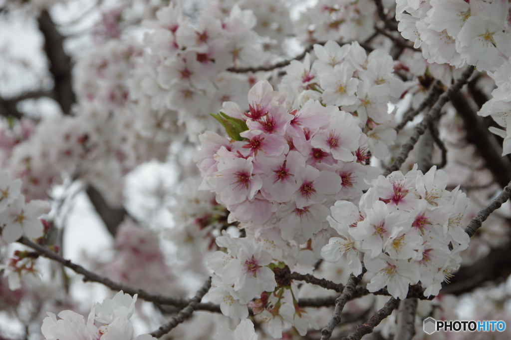 桜色
