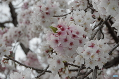 桜色