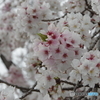 桜色