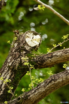 木霊