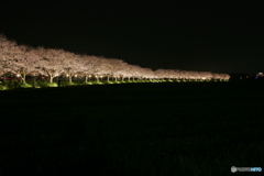 秋月河川敷夜桜景