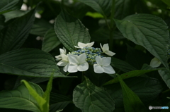 Gaku紫陽花