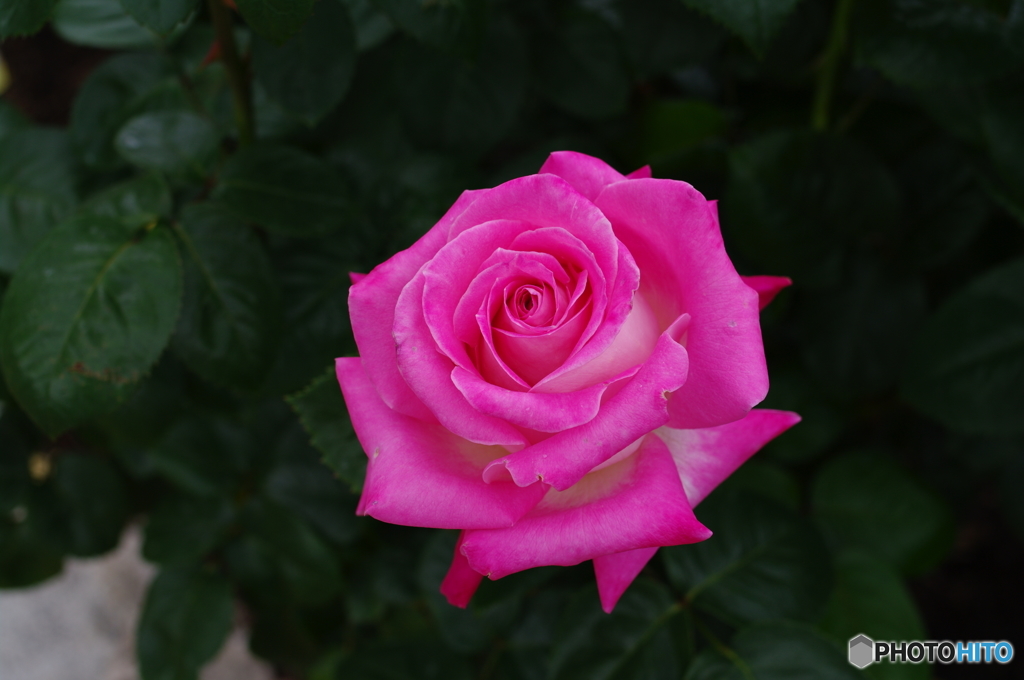雨上がりの薔薇達