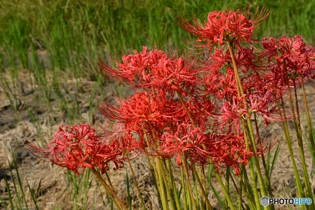 曼殊沙華