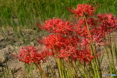 曼殊沙華