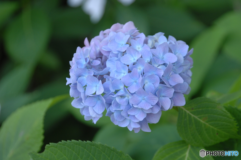 紫陽花②