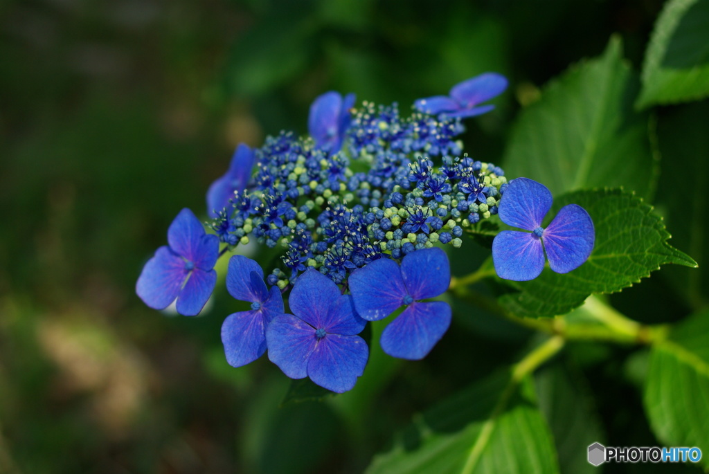 紫陽花①