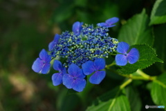 紫陽花①