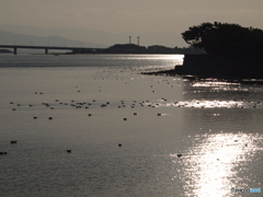 野鳥の休憩地