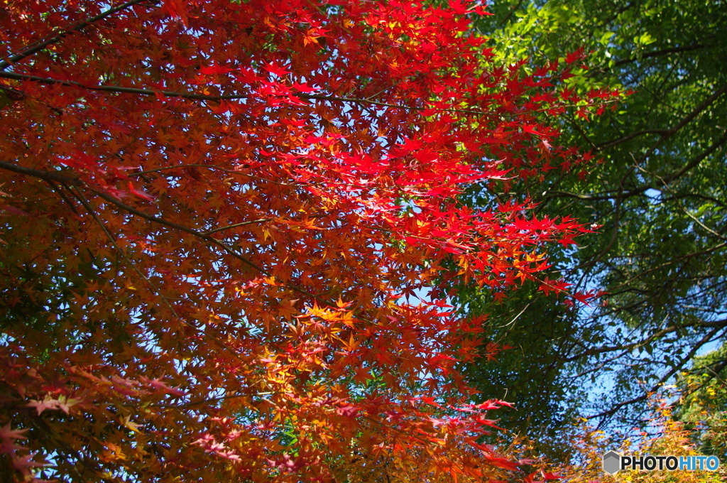 紅葉