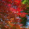 紅葉
