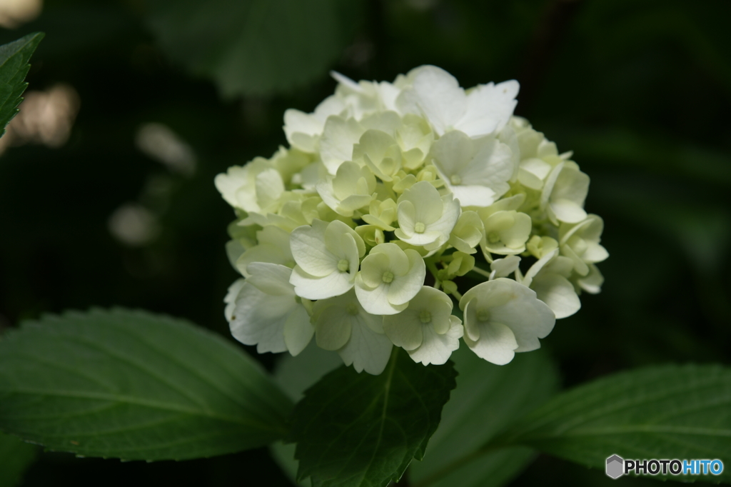 紫陽花