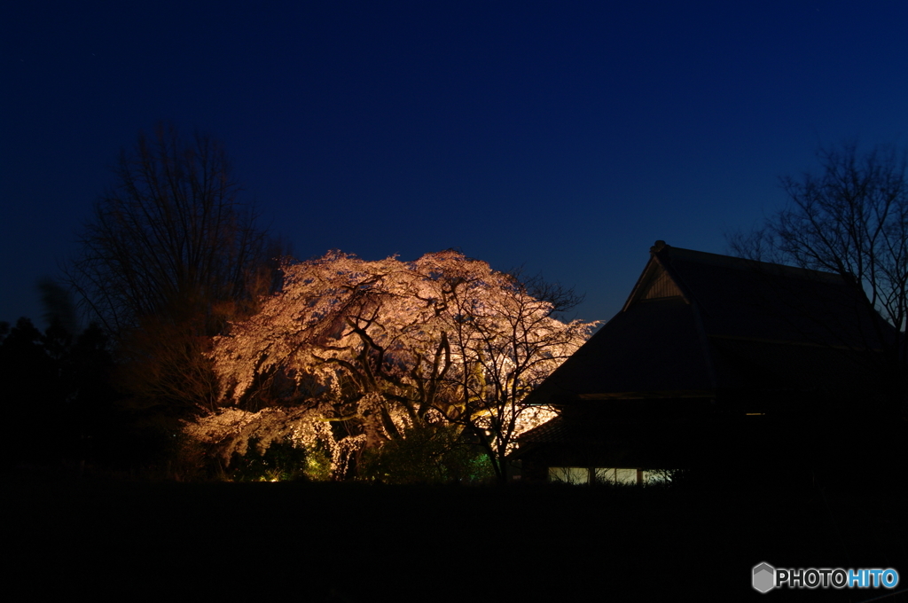 夜桜宝陽