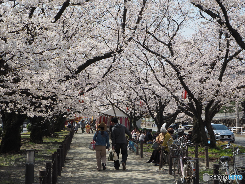 桜並木を