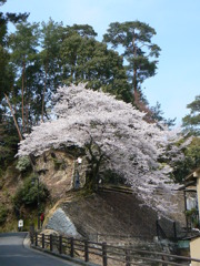 大桜
