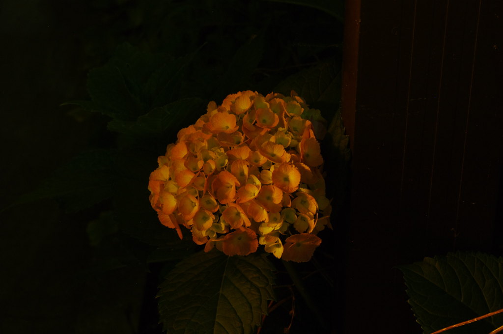 夜の紫陽花