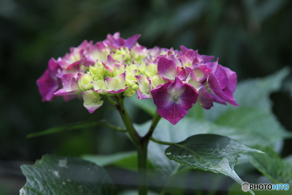 紫陽花