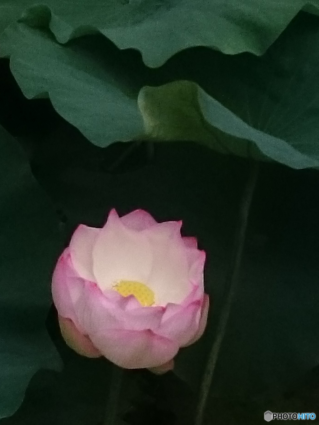 Lotus