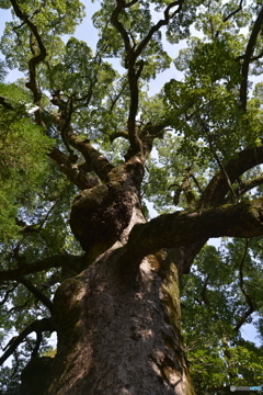 樹齢600年