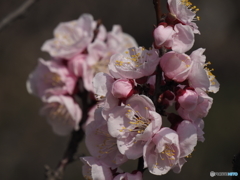 梅の花