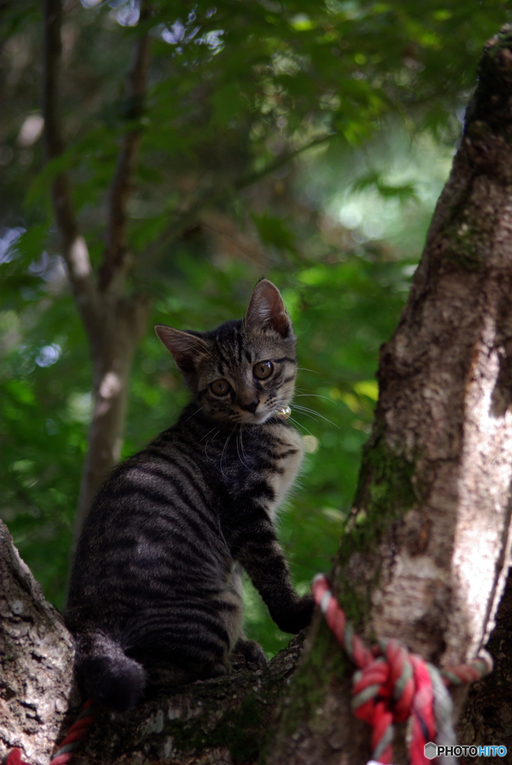 不安気な子猫さん