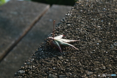 秋の気配