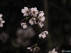 NightCherryBlossom