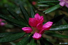 石楠花