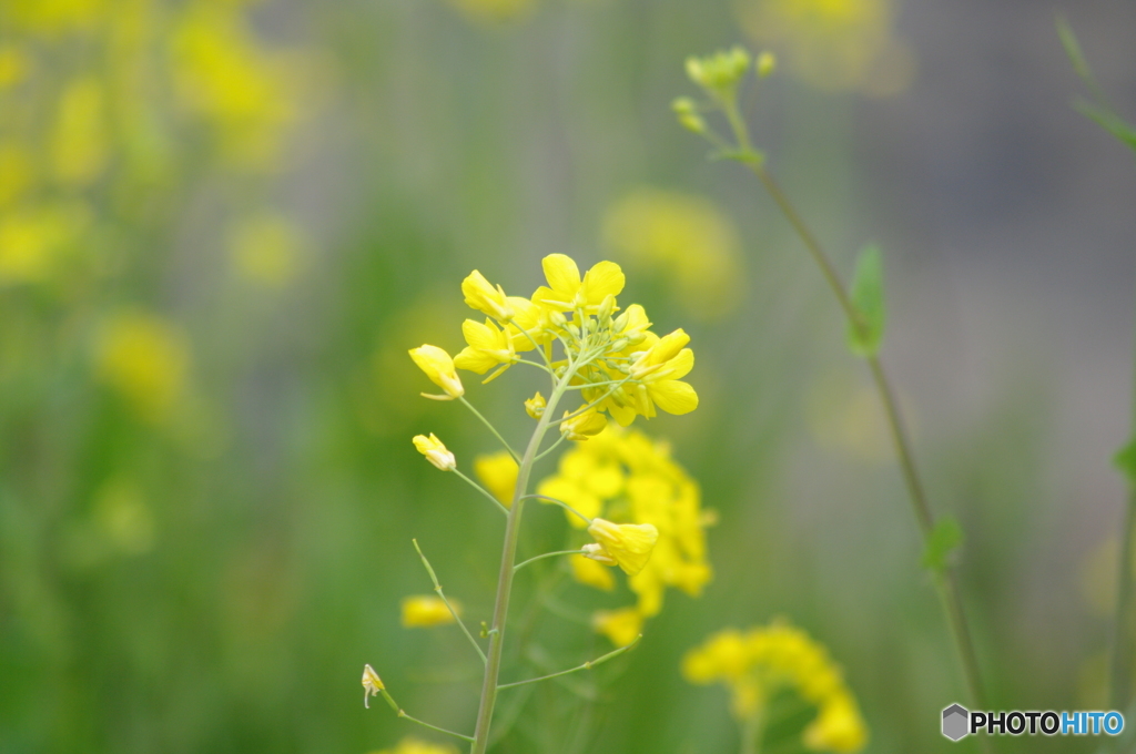 菜の花の憂い