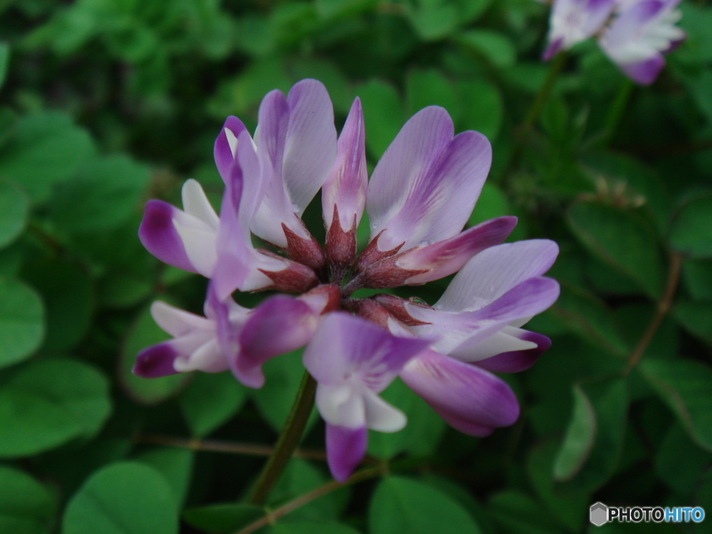 蓮花の花