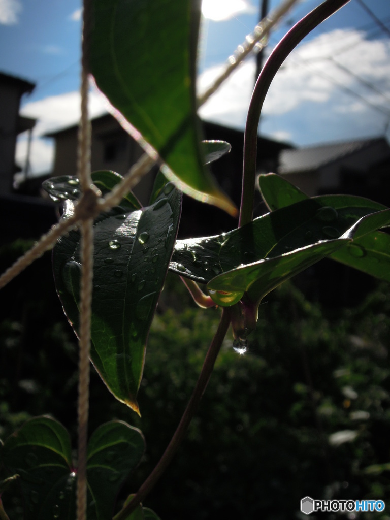 雨上がりの情景