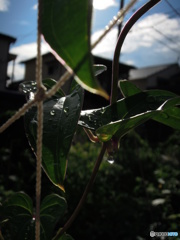 雨上がりの情景