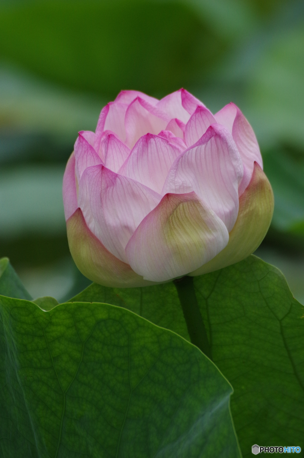 蒔の鞠