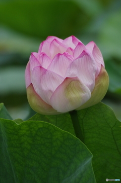 蒔の鞠