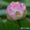 蒔の鞠