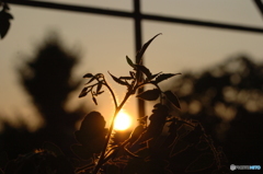 夕陽と新芽