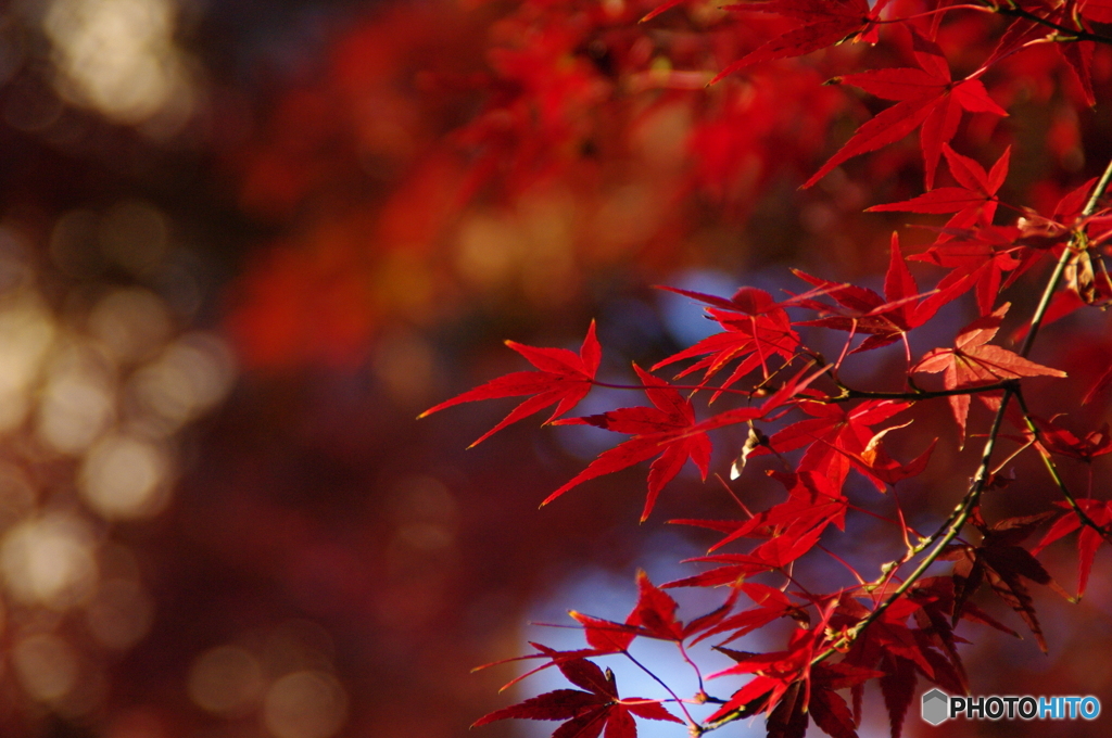 紅葉だね