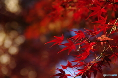 紅葉だね