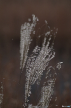芒