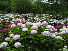 紫陽花園